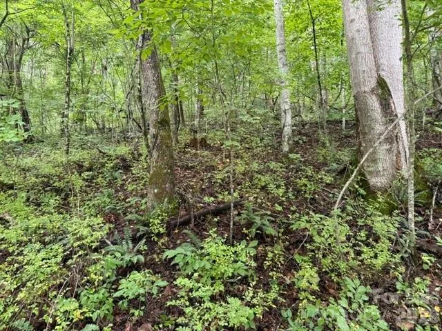 TBD Meadow Fork Road Hot Springs, NC 28743