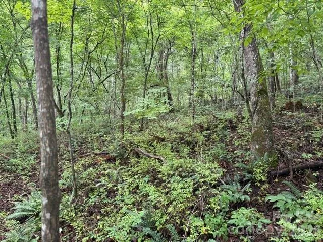 TBD Meadow Fork Road Hot Springs, NC 28743