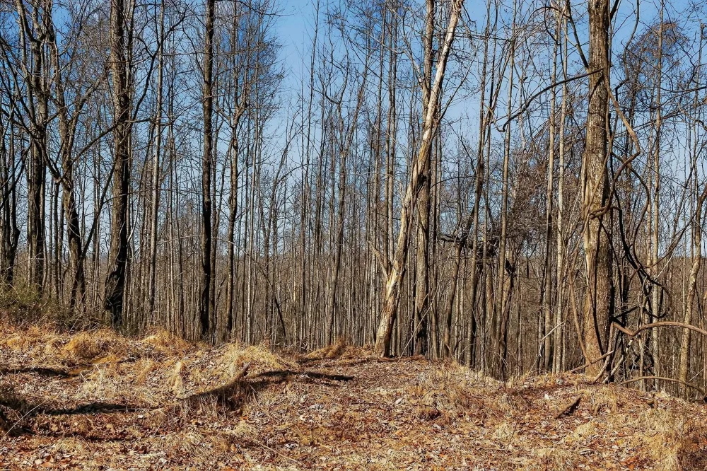 253 Highway 27 Daus Mountain Road Palmer, TN 37365