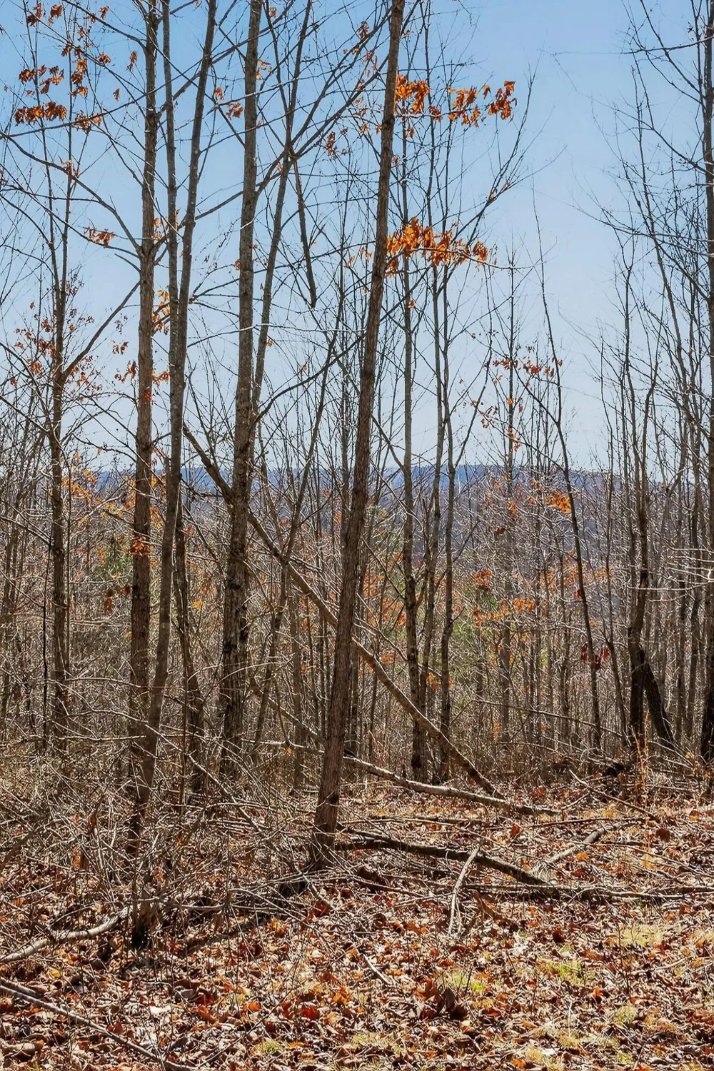 253 Highway 27 Daus Mountain Road Palmer, TN 37365