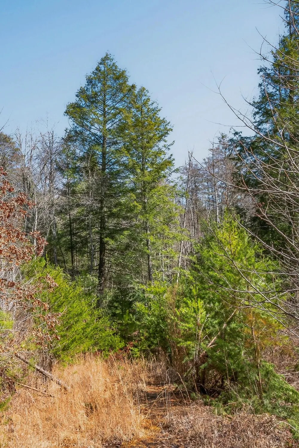 253 Highway 27 Daus Mountain Road Palmer, TN 37365