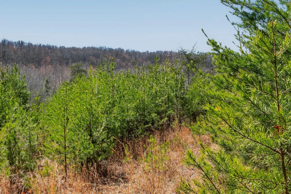 253 Highway 27 Daus Mountain Road Palmer, TN 37365