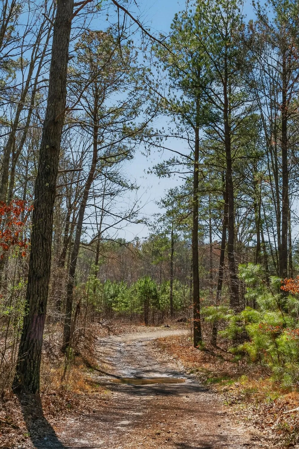 253 Highway 27 Daus Mountain Road Palmer, TN 37365