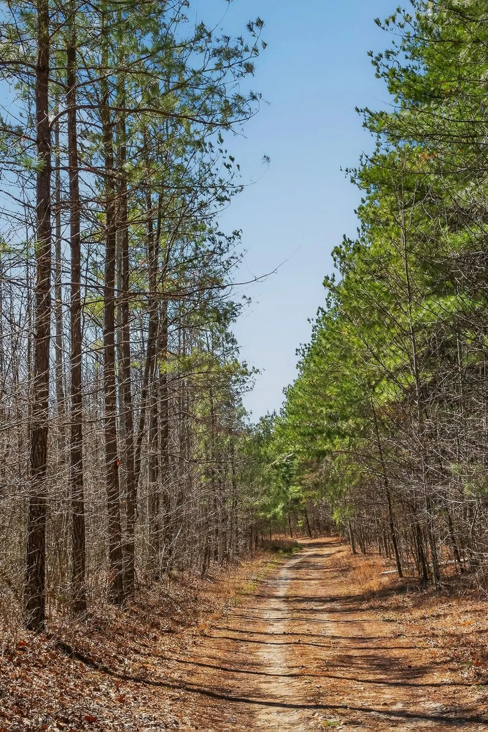 253 Highway 27 Daus Mountain Road Palmer, TN 37365