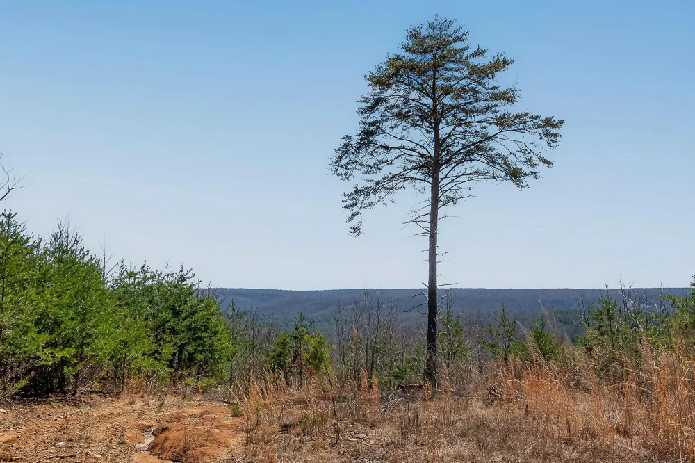 253 Highway 27 Daus Mountain Road Palmer, TN 37365