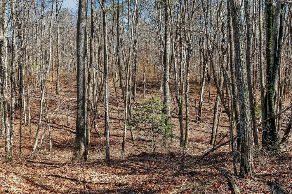 253 Highway 27 Daus Mountain Road Palmer, TN 37365