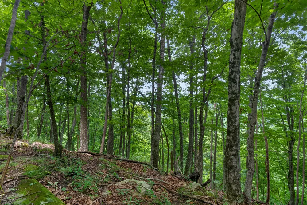 0 Eagle Cliff Road Monteagle, TN 37356
