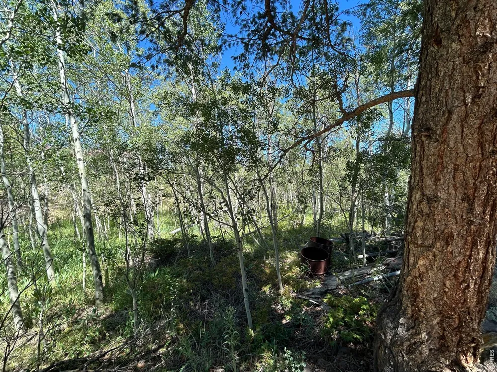 745 Nokomis Road Red Feather Lakes, CO 80545