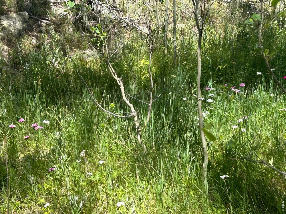 745 Nokomis Road Red Feather Lakes, CO 80545