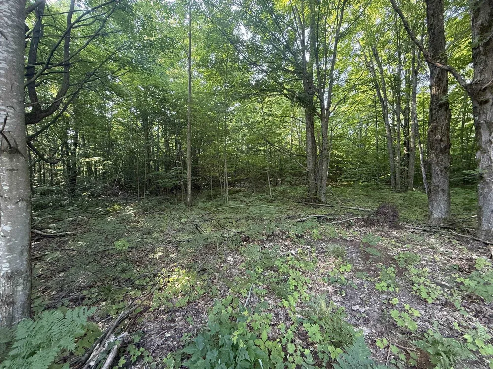Acacia Drive Mancelona Township, MI 49659