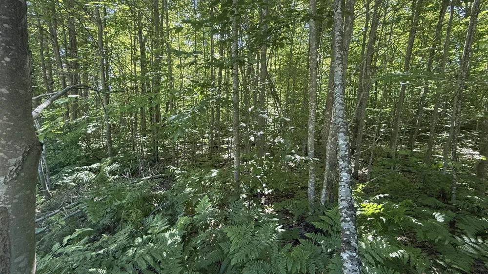 Acacia Drive Mancelona Township, MI 49659
