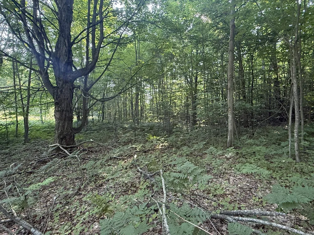 Acacia Drive Mancelona Township, MI 49659
