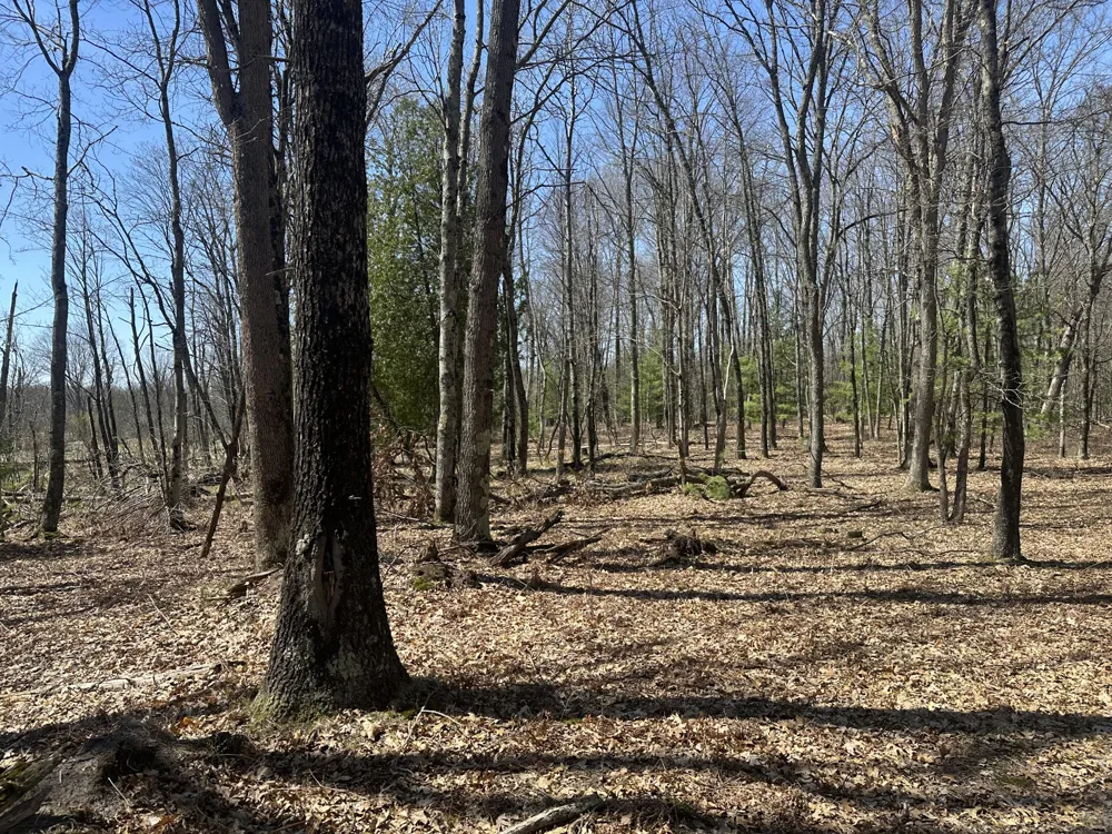 604 Beaver Road Lilley Township, MI 49309