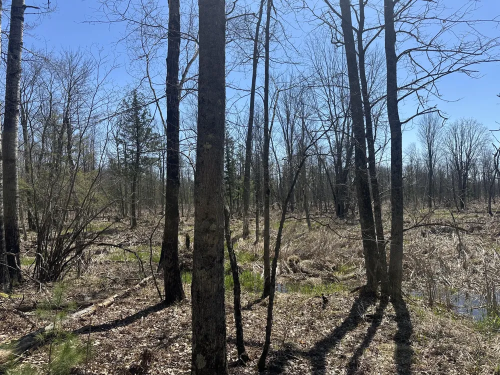 604 Beaver Road Lilley Township, MI 49309