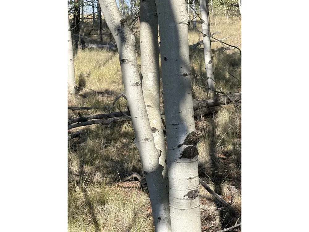 3031 Mcdowell Drive Como, CO 80432