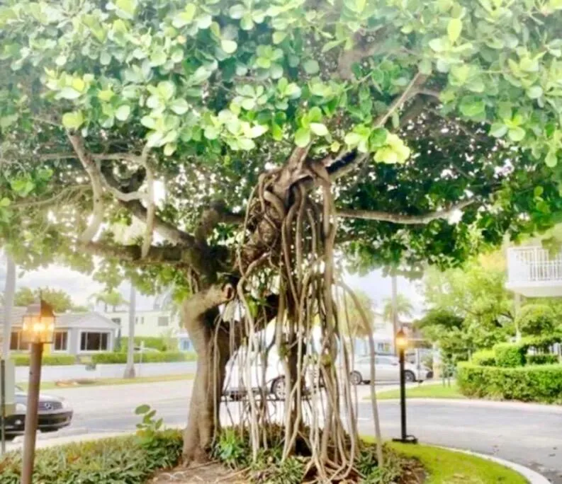 33 S OCEAN AVENUE #501 Palm Beach Shores, FL 33404