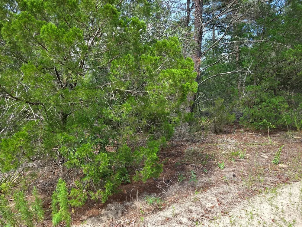 0000 NE 95TH STREET Archer, FL 32618