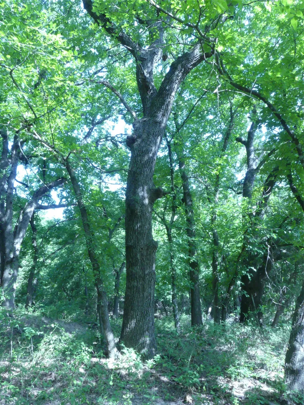 1691 W Alamo Road Bowie, TX 76230