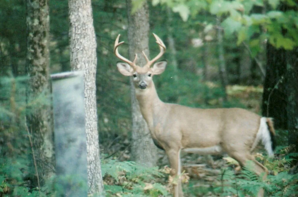 8047 W Peterson Road Irons, MI 49644