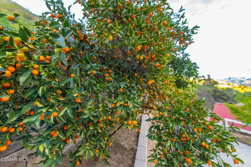 12141 Wildwood Trail Kagel Canyon, CA 91342
