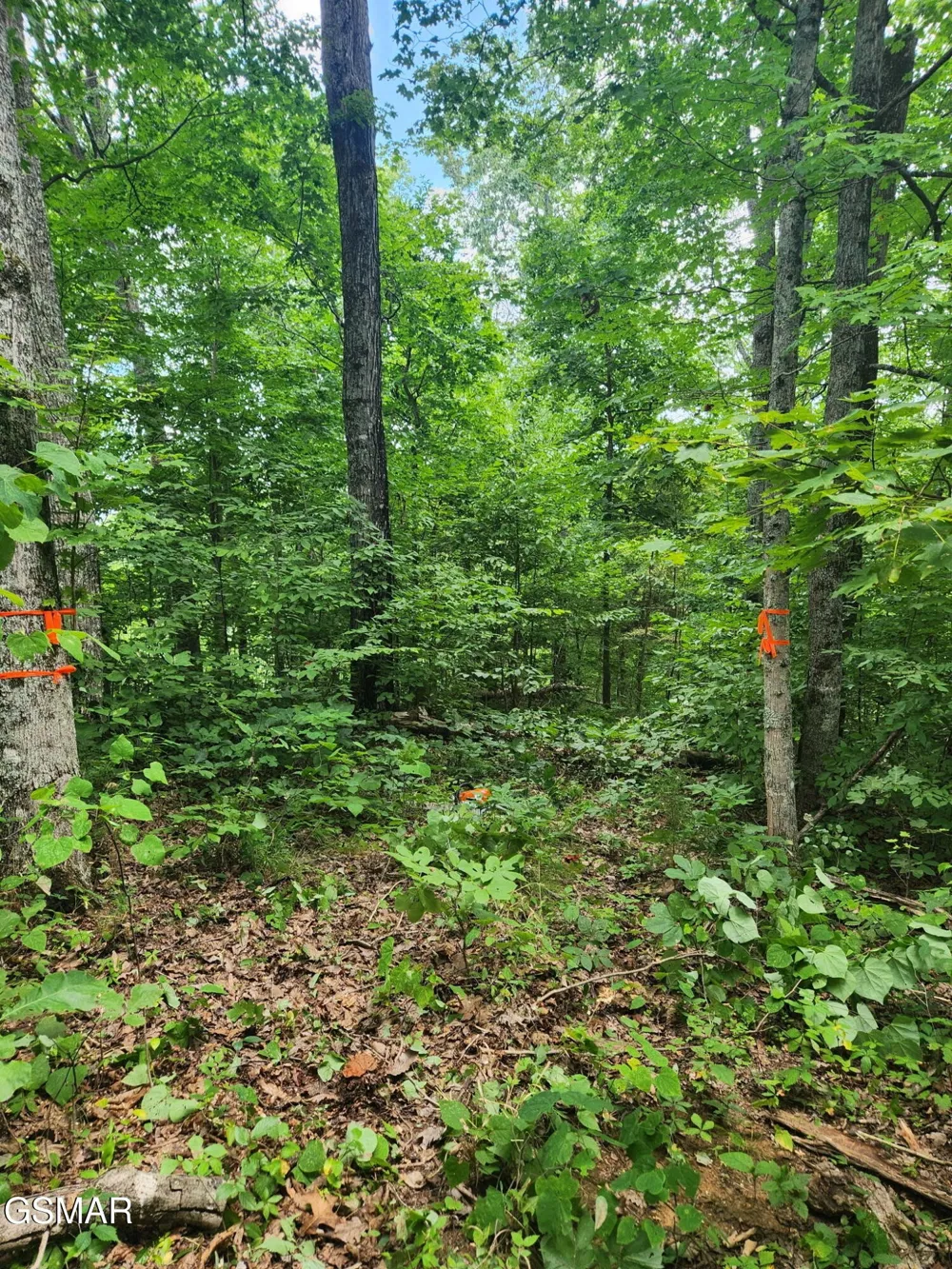 0 Lower Rinehart Road Dandridge, TN 37725
