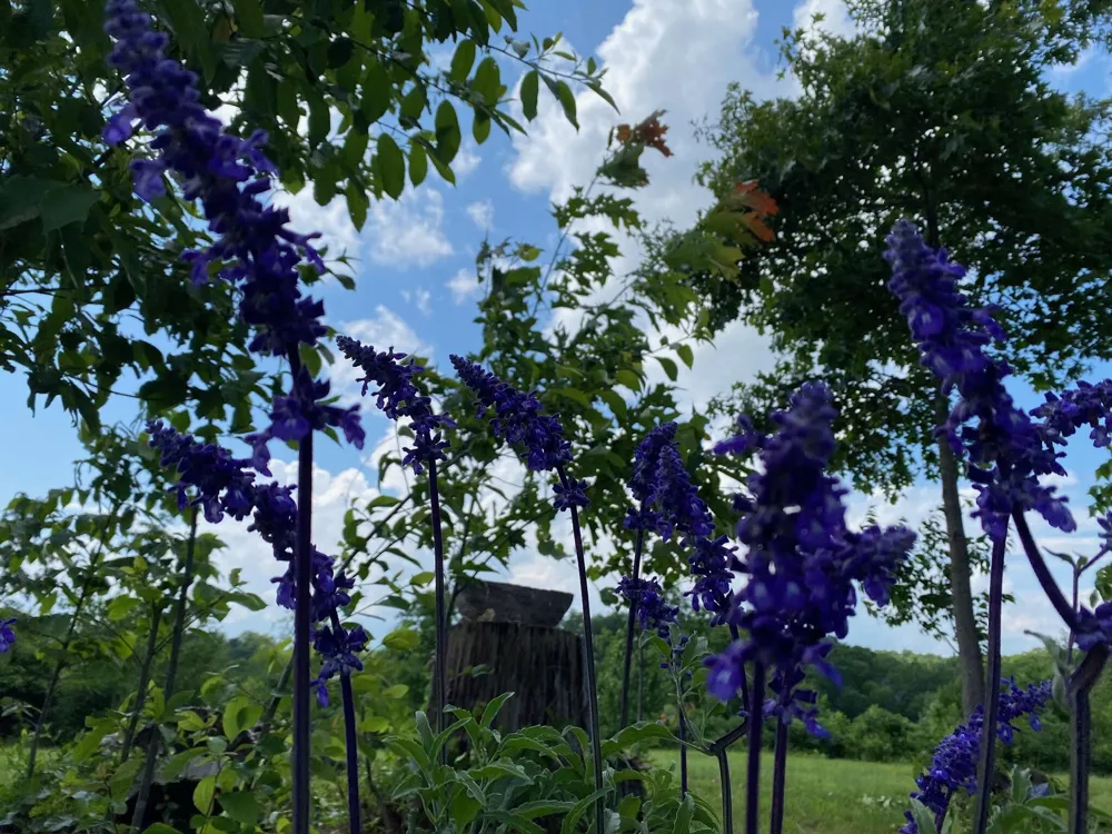 1751 County Road 50 Riceville, TN 37370