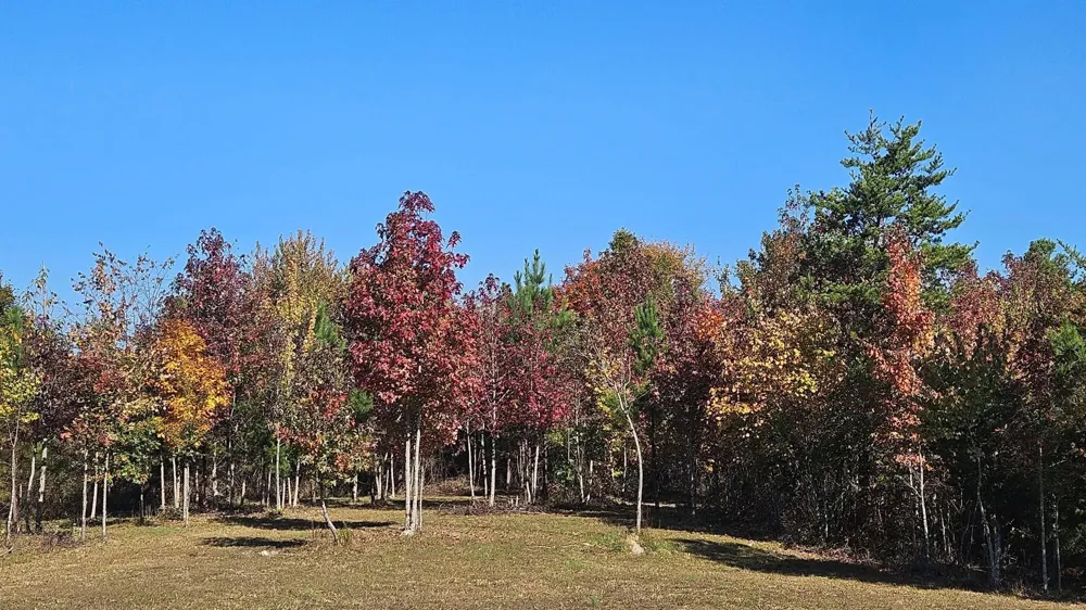 1751 County Road 50 Riceville, TN 37370