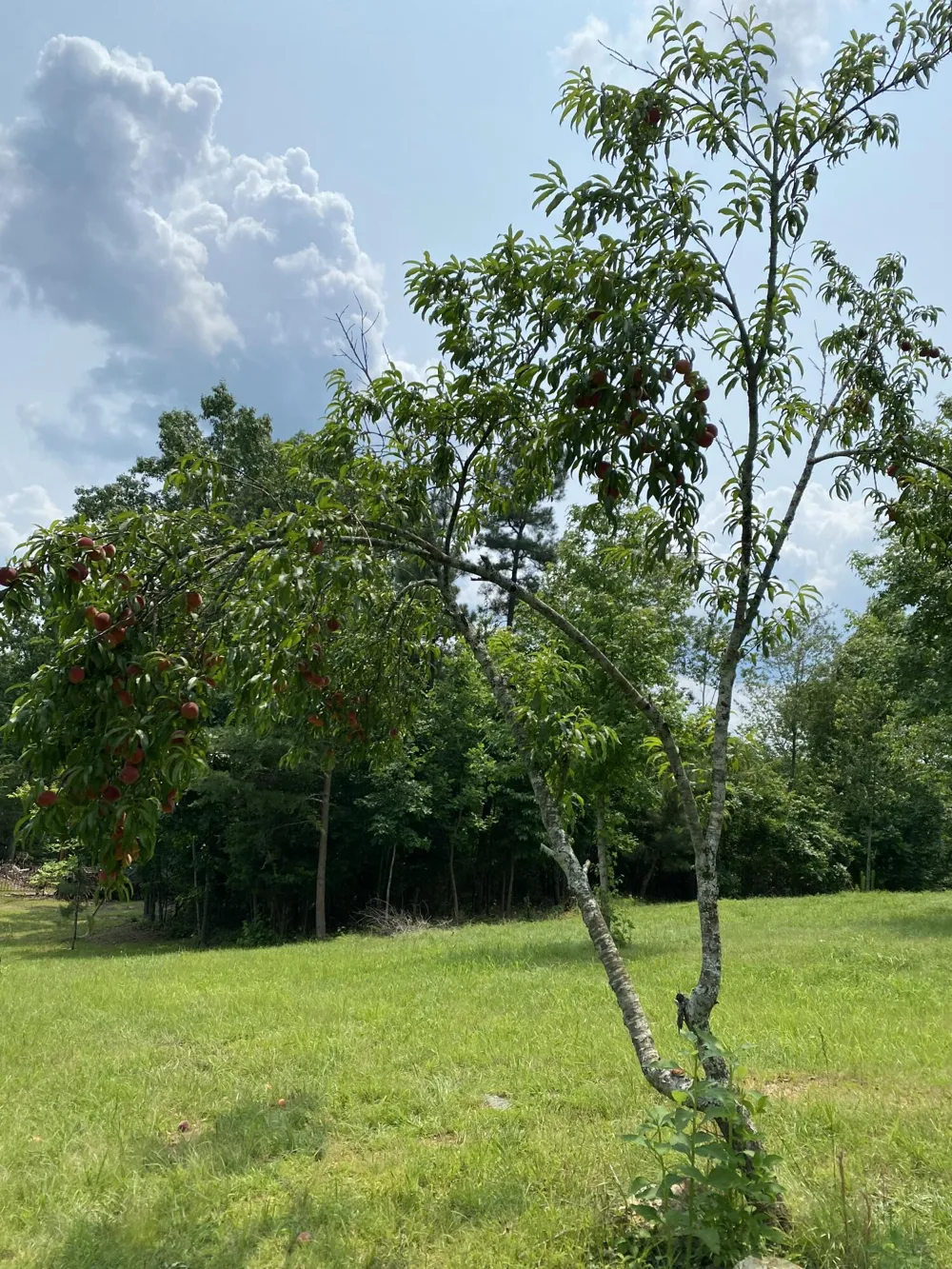 1751 County Road 50 Riceville, TN 37370