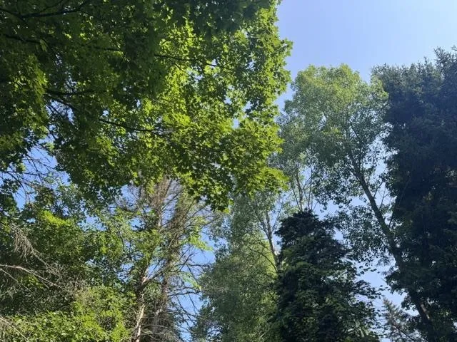 4724 Plum Valley Road NW Clearwater Township, MI 49676
