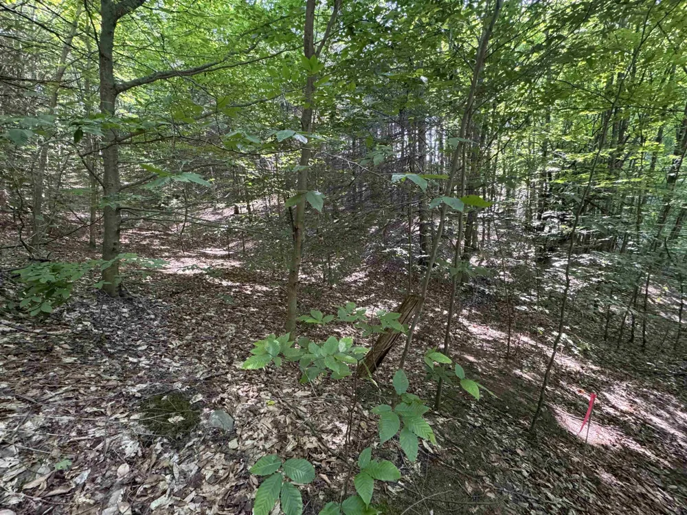E Bellinger Road Kasson Township, MI 49621