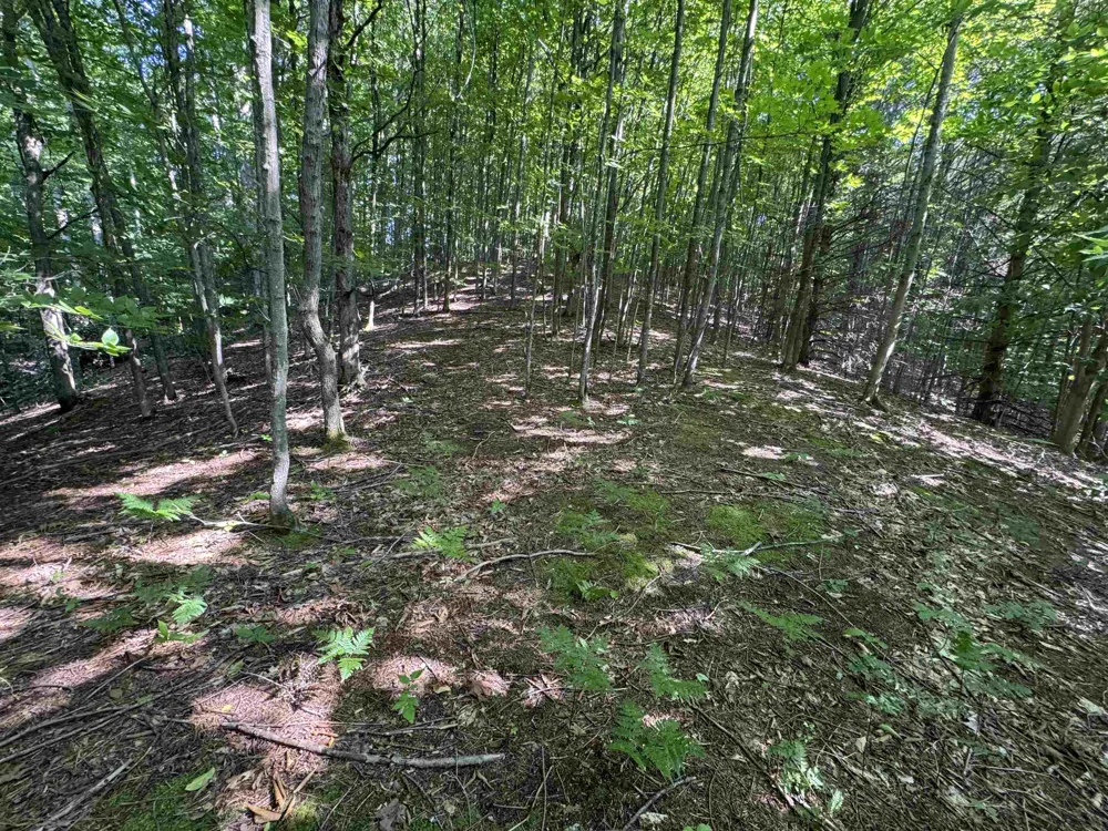 E Bellinger Road Kasson Township, MI 49621