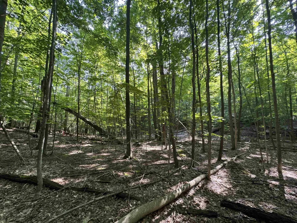 E Bellinger Road Kasson Township, MI 49621