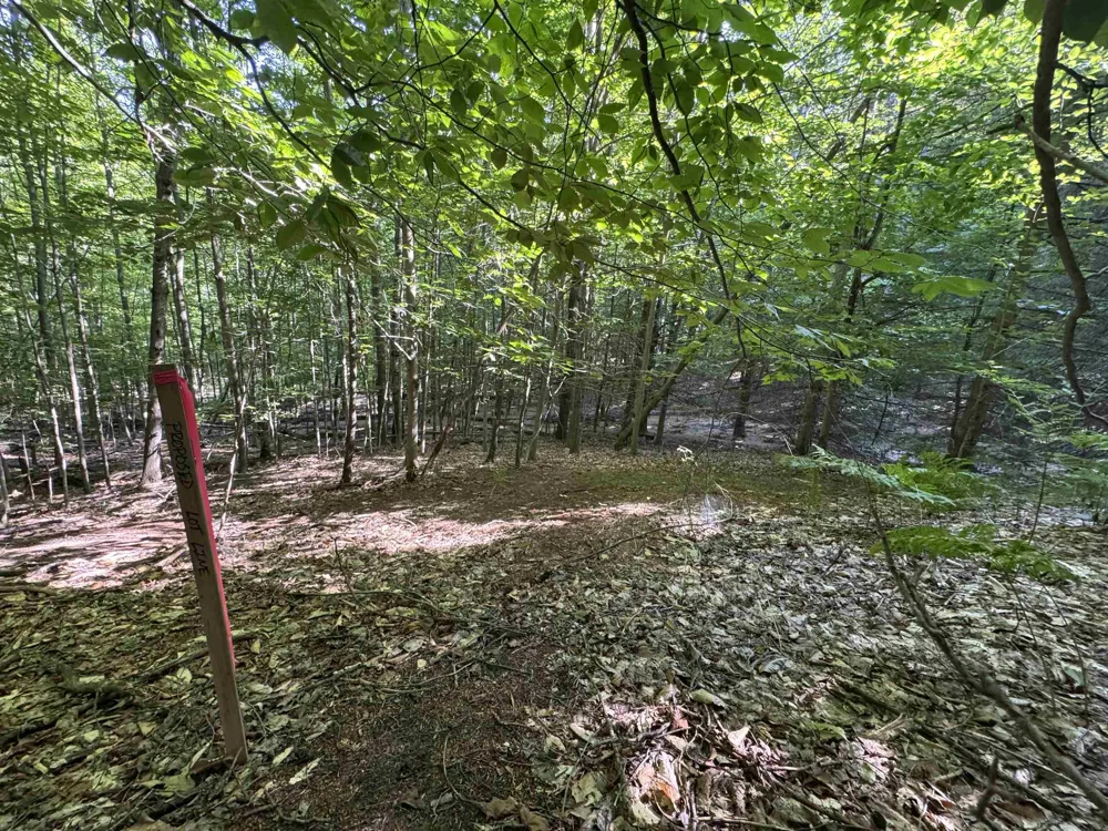 E Bellinger Road Kasson Township, MI 49621