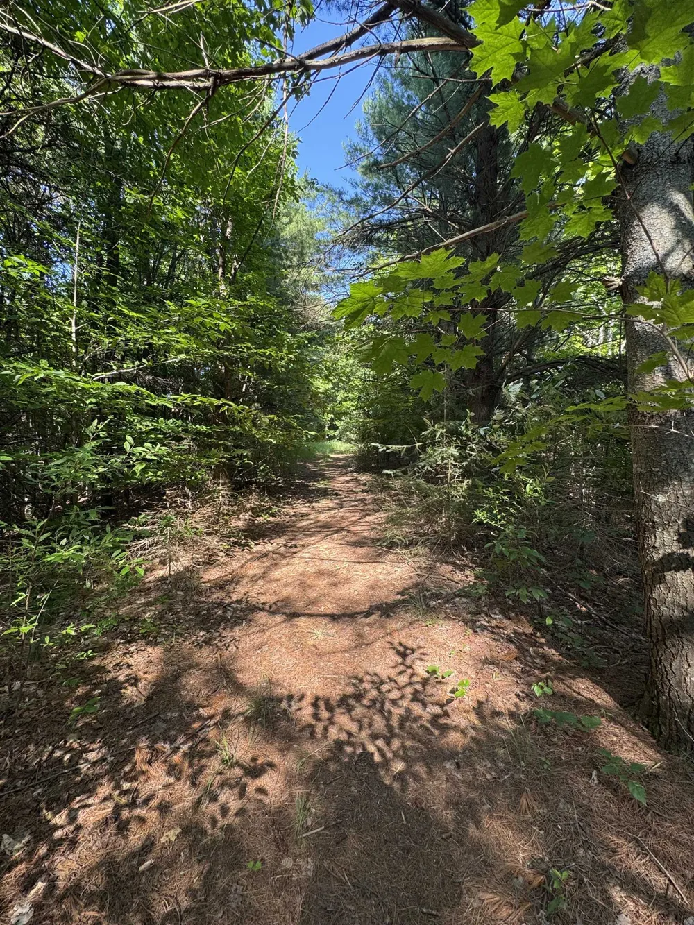 E Bellinger Road Kasson Township, MI 49621