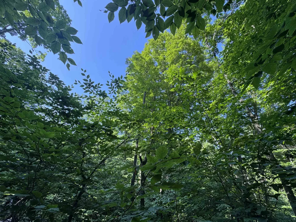 E Bellinger Road Kasson Township, MI 49621