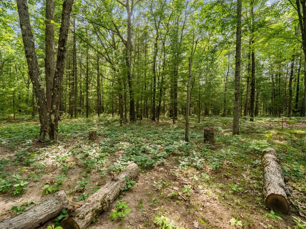 Tabor Avenue Grant Township, MI 49643