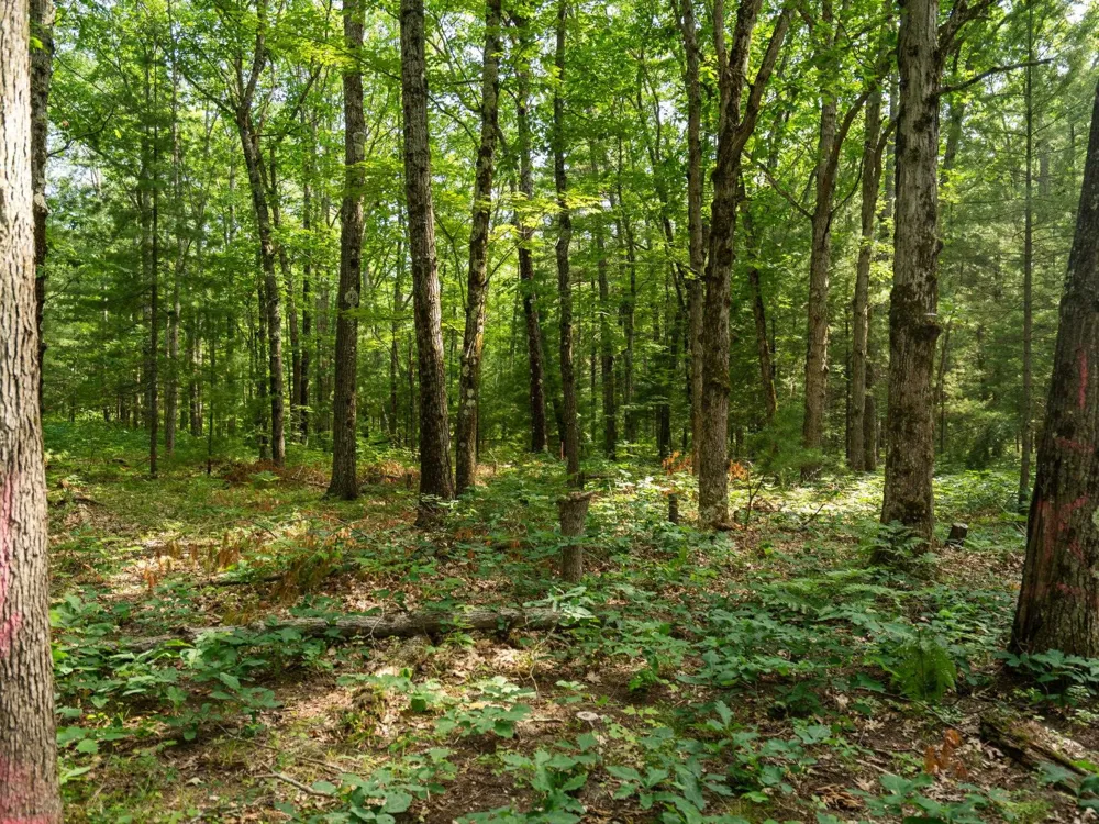Tabor Avenue Grant Township, MI 49643