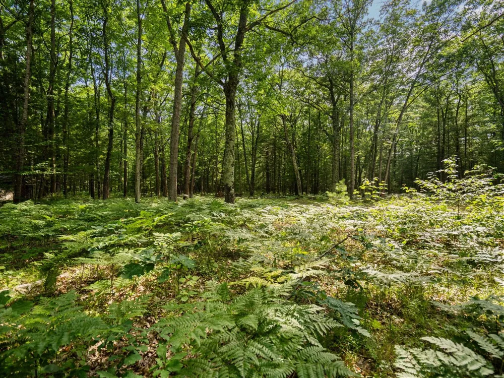 Tabor Avenue Grant Township, MI 49643
