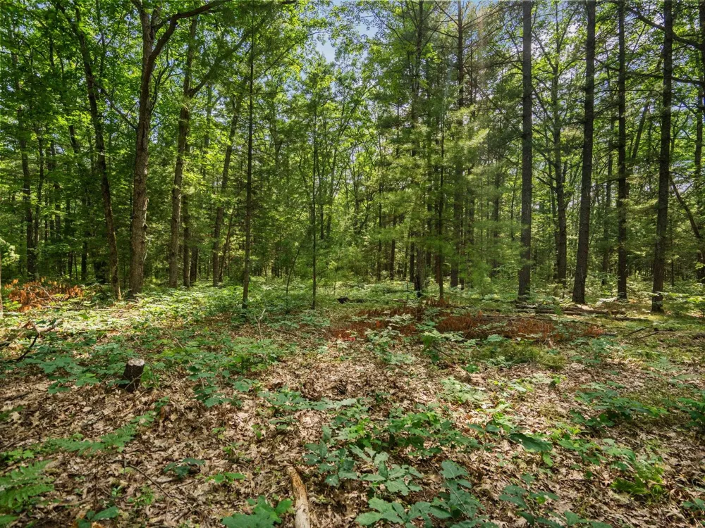Tabor Avenue Grant Township, MI 49643