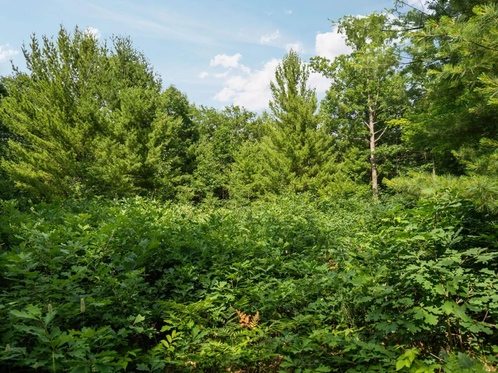 Beroun Avenue Grant Township, MI 49643