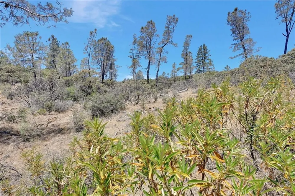 8972 Amoruso Lane Oregon House, CA 95962