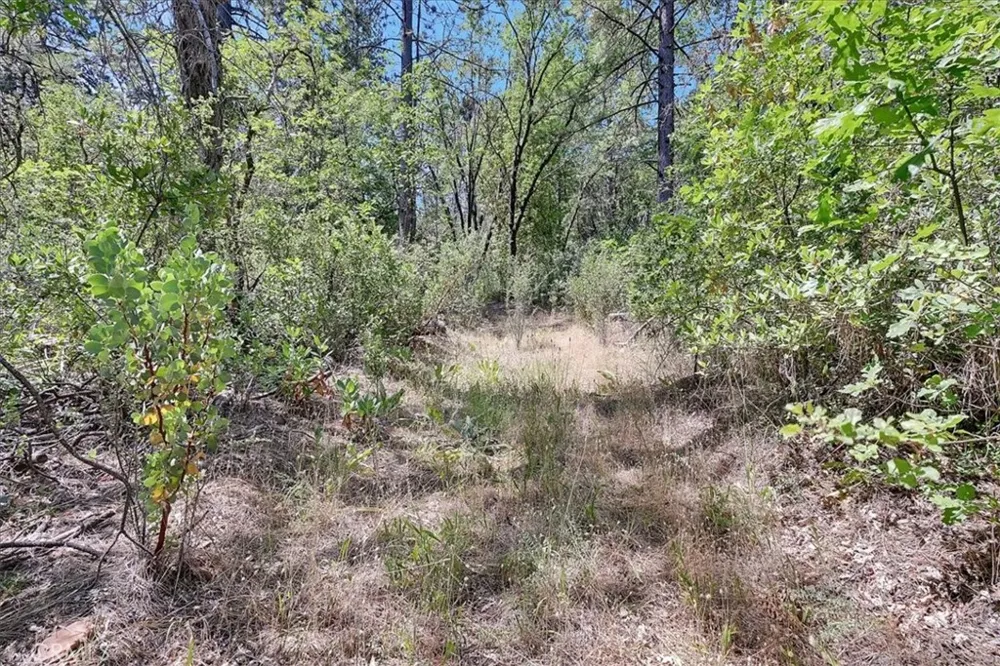 8972 Amoruso Lane Oregon House, CA 95962