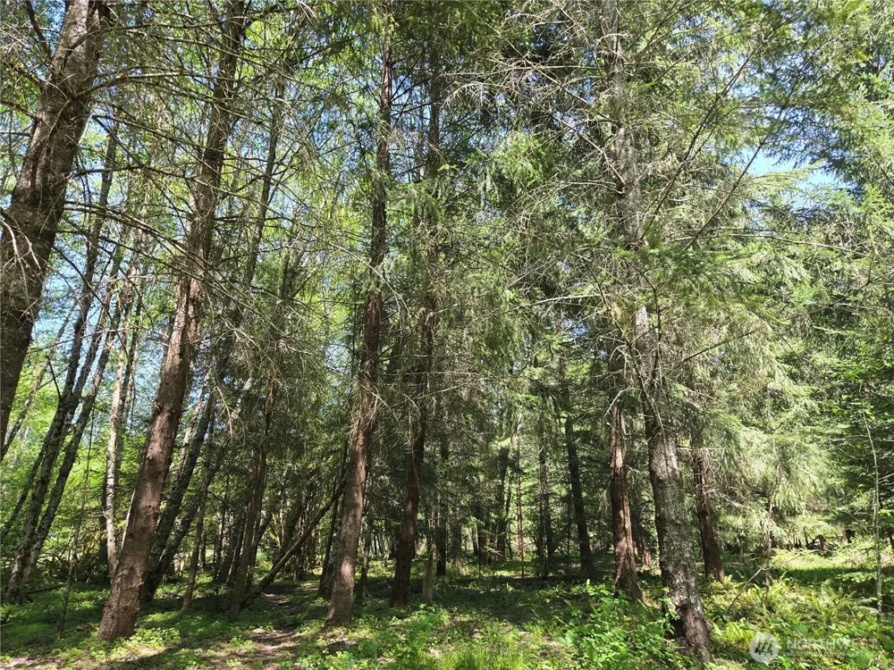 127 Campfire Lane Packwood, WA 98361