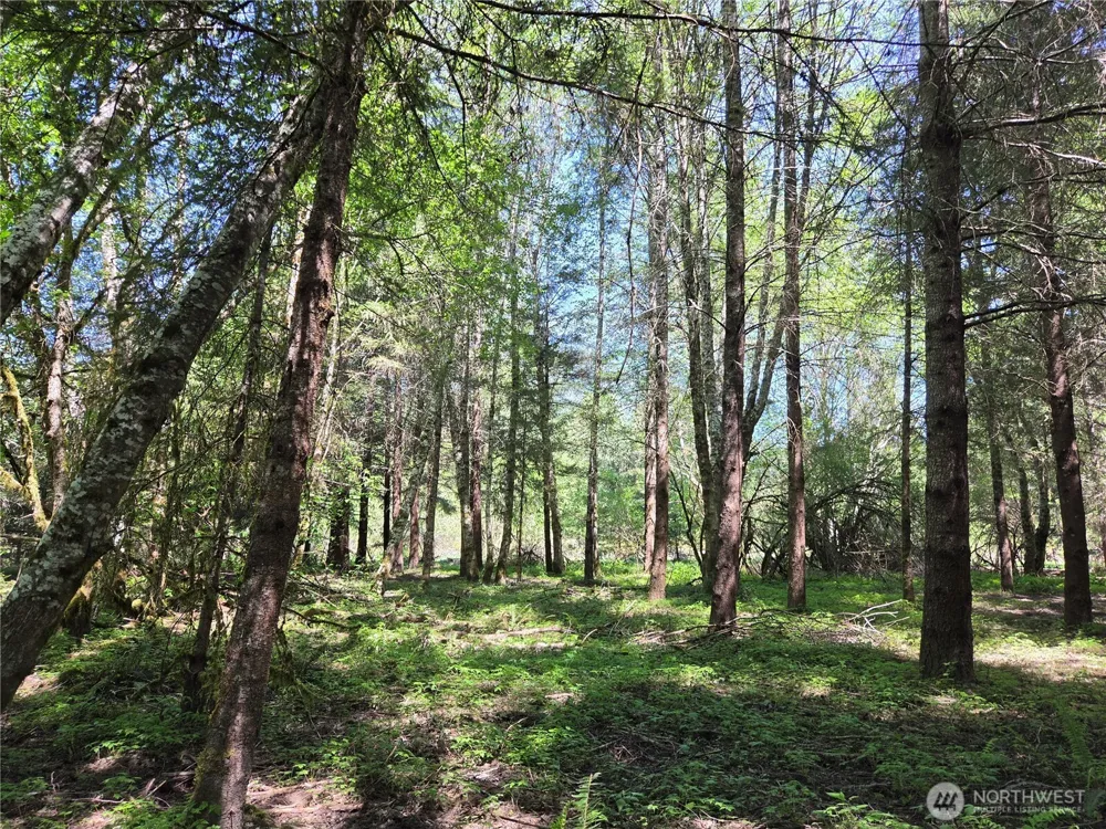 127 Campfire Lane Packwood, WA 98361