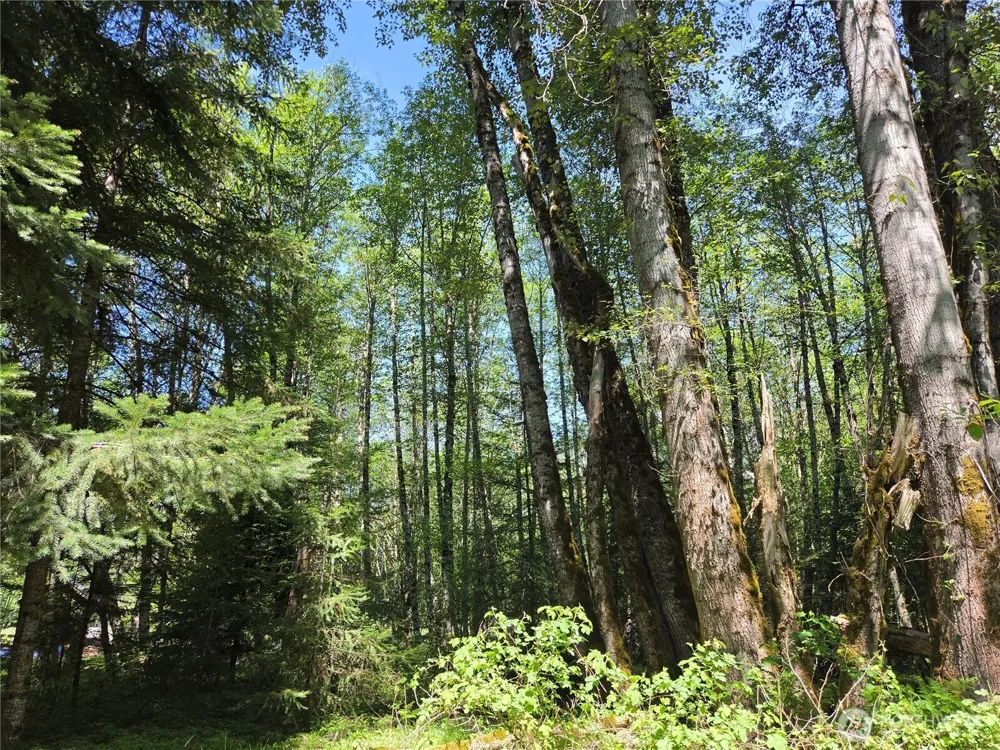 127 Campfire Lane Packwood, WA 98361