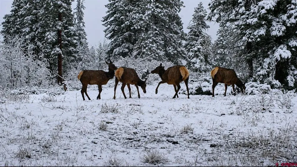 341 Two Dogs Trail Durango, CO 81301