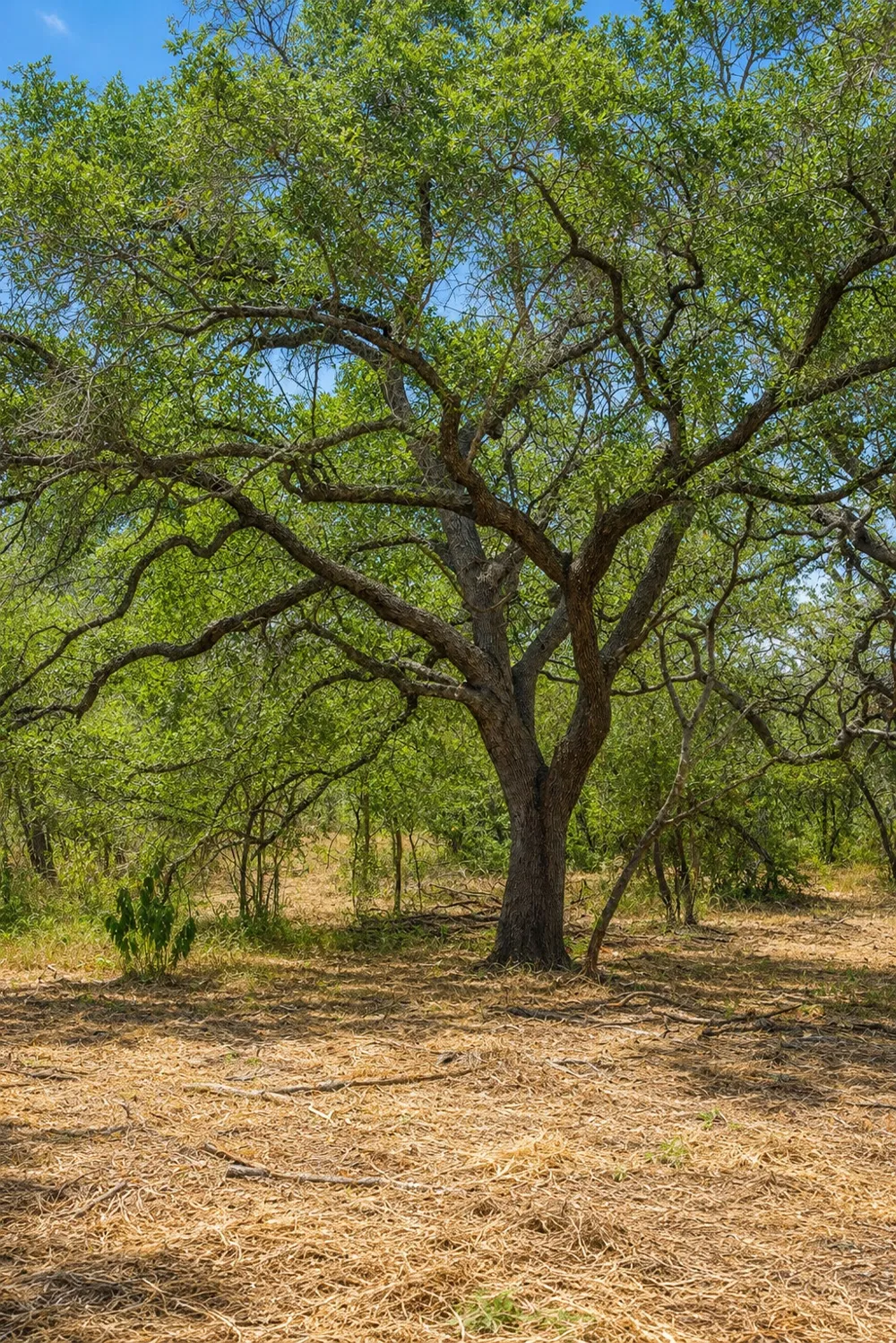 CR 171 Nixon, TX 78140