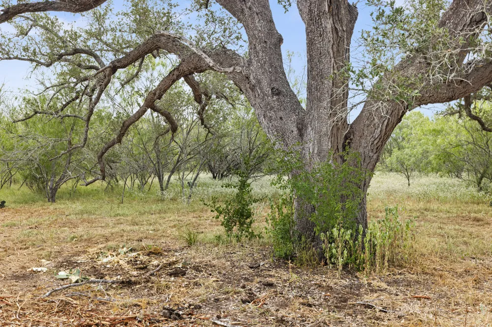 CR 171 Nixon, TX 78140