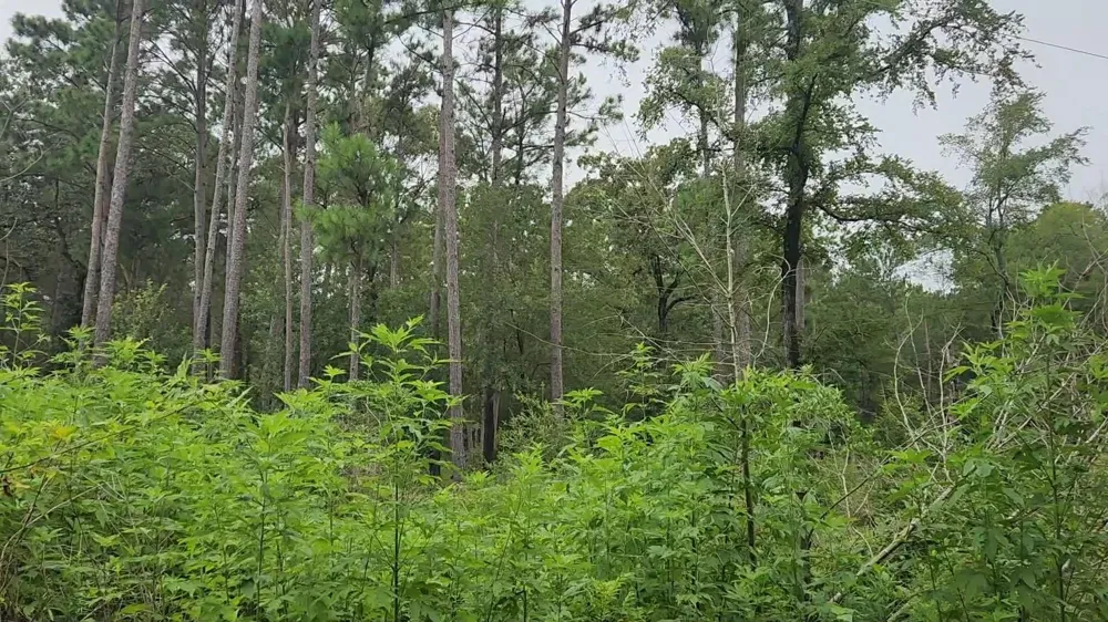 11 Scarlet Oak Drive Plantersville, TX 77363