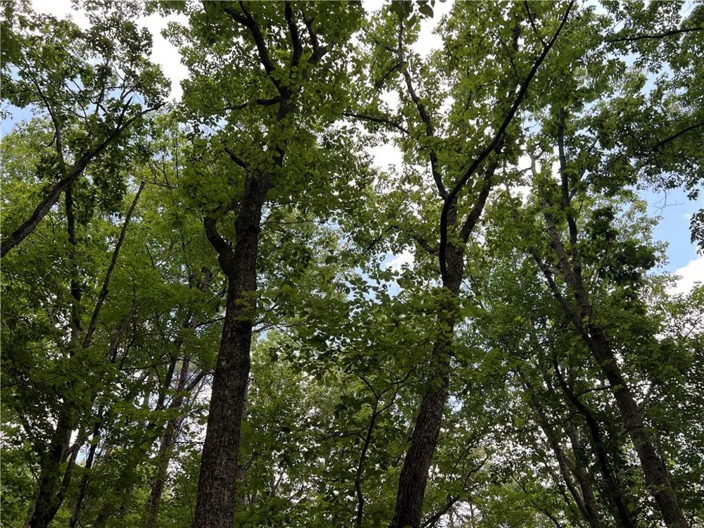 0 Lavender Trail Rome, GA 30165